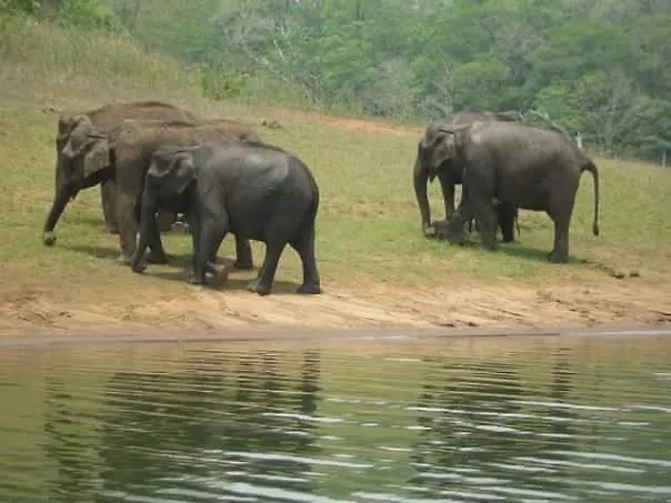 Green Leaf Home Stay Thekkady Bed & Breakfast