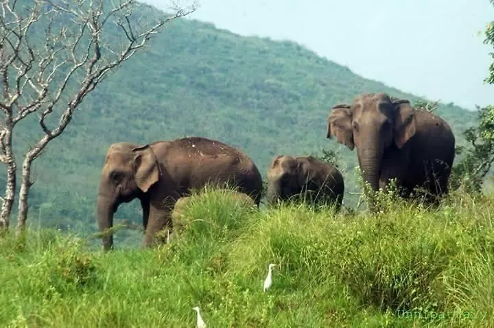 Green Leaf Home Stay Thekkady India